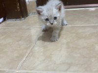 Sahiplendirme Ve Satın Alma British Shorthair