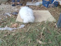 Hollanda Teddy Lop Tavşanı 8 Aylık