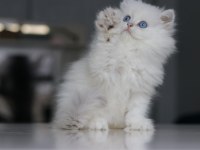 Full şecereli babadan teslime hazır british longhair erkek