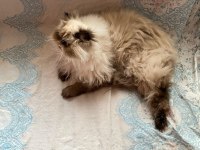 İran Himalayan Tatlı Kedimize Yuva Arıyoruz