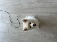 Pomeranian 3 Aylık Dişi