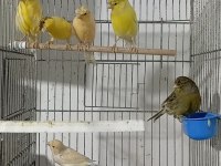 Eşe Hazır Dişi Kanaryalar