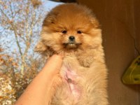 Teddy Bear Pomeranian Bebeğimiz