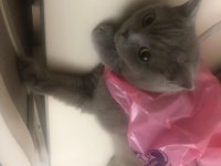 Kısırlaştırılmış British Shorthair 4 Yaşında