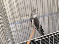 Wifi Sultan Papağanı