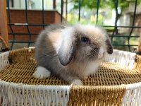 Hollanda Teddy Lop 35 Günlük Tavşan Yavrular