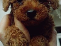 Red Brown Toy Poodle