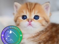 Güzellik Abidesi Golden British Shorthair Yavrumuz