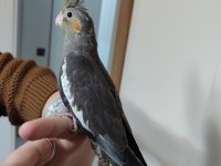 30 Günlük Sultan Papağanı