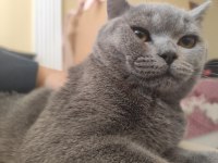 Tüm eşyaları ile 5 aylık erkek british shorthair