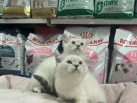 Red point british shorthair türünün en güzel örneklerinden