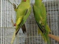 Kapalı bilezik pakistan papağanı