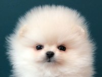 Pomeranian Boo Yavruları Köpekler