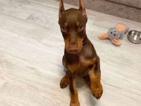 Sağlık ve ırk garantili kızıl dobermanlar