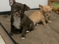 18 ekim doğumlu 2 adet chihuahua yavrusu sağlıklı ve oyuncu