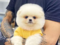 Ayı Surat Pomeranian Boo Yavrularımız