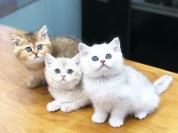 British Shorthair Yavru Kediler