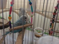 Baba albino beyaz anne mavi beyaz muhabbet kuşu