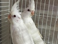 2025 a kalite erkek 40 günlük albino saf kan sultan papağanı