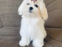 Saf Kore Kanı Maltese