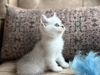 Avrupa Standartlarında British Shorthair Yavrular - Premium Üretim