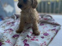 Toy Poodle Bebeklerimiz Sahiplendirilecektir