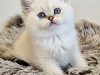 Pamuk Güzeli Silver British Shorthair Yavrumuz