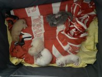 Scottish Fold Bebişler Sahiplerini Bekliyor