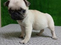 Irk Ve Sağlık Garantili 45 Günlük Pug