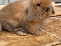 Safkan tavşan yavruları her ile gönderim