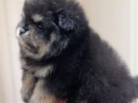 Ayı Surat Pomeranian Boo Son Erkek Yavrumuz