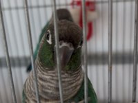 Dna belgeli turkuaz konur papağanı takım