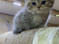 Dişi 65 Günlük Black Golden Long Hair