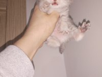 45 Günlük Dişi Ve Erkek Kediler Mevcut