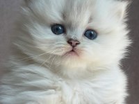 Silver british longhair kız bebeğimiz yeni ailesine gitmek için hazır