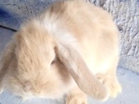 Teddy lop damızlık altı tavşan yavrular