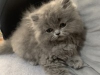 British longhair 55 günlük kedimiz