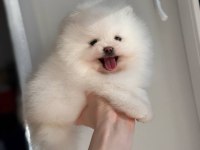 Pomeranian Boo Teddy Bear Yavrularımız