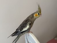 Sultan Papağanlar Sahiplendirilecekler