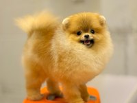 Pomeranian Fci Şecereli Ultra Lux