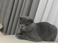 Ücretsiz sahiplendirme scottish fold kedimiz