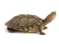 Yavru Kaplumbağalarımız Sağlık Ve Irk Garantilidir