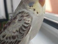 Öğretmenden Evde Beslenen Temiz Bakımlı Muhabbet Kuşları