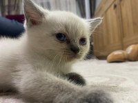 British straight beyaz mavi göz