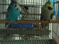 Meraklısına show jumbo muhabbet kuşu çifti