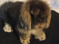 Teddy Lop Tavşan Yavrular