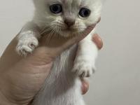 Scottish Fold Ve Scottish Straight Bebekler