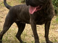 2.5 yaşında dişi presa canario