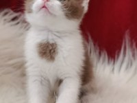 Kedilimize Yeni Sahiplerini Arıyoruz