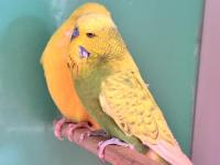 Jumbo Muhabbet Kuşu Çifti